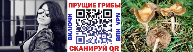 mega онион  как найти закладки  Павловский Посад  Псилоцибиновые грибы мицелий 